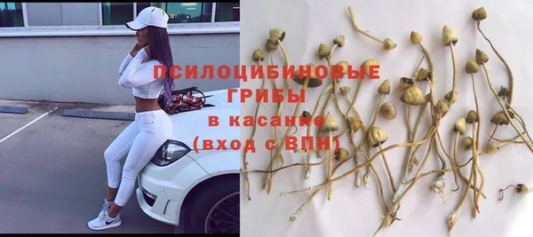 сатива Беломорск